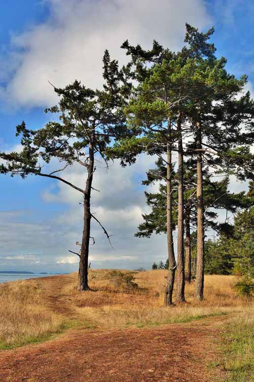 trees